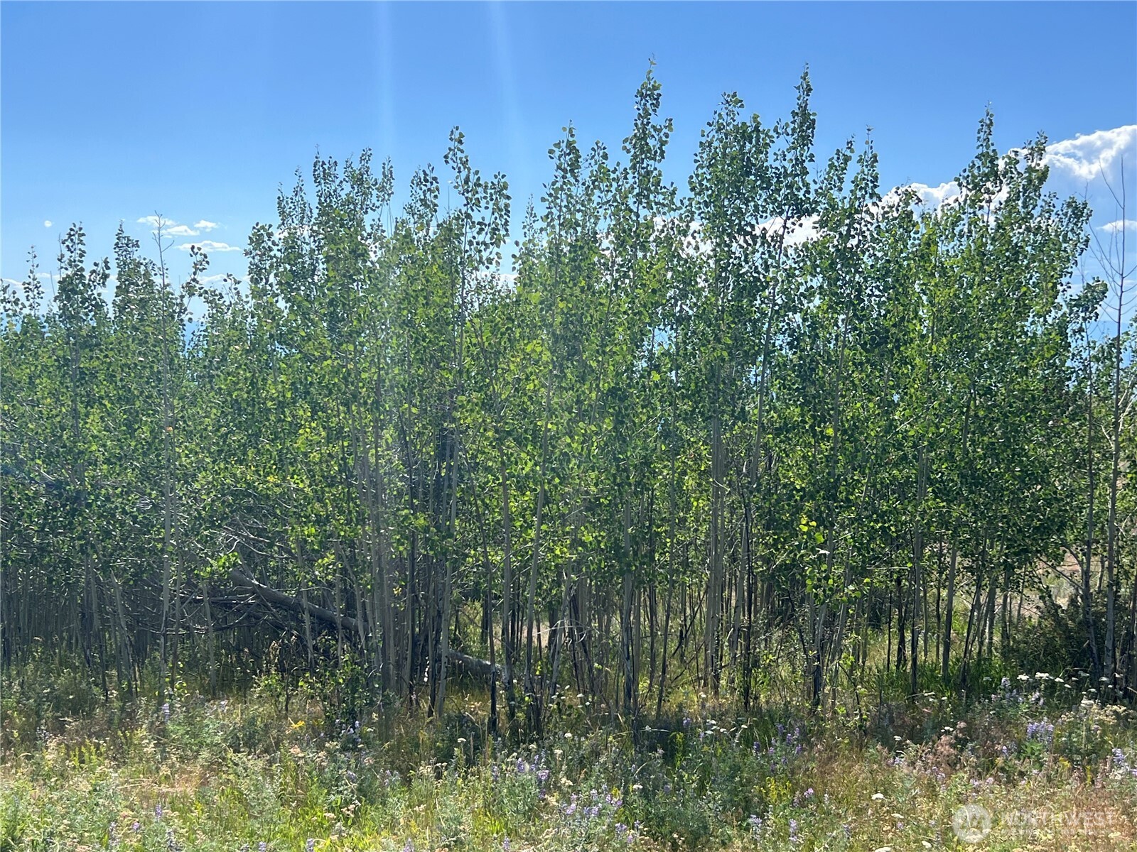 0 Lot 12 Lone Spur Road Property Photo 6
