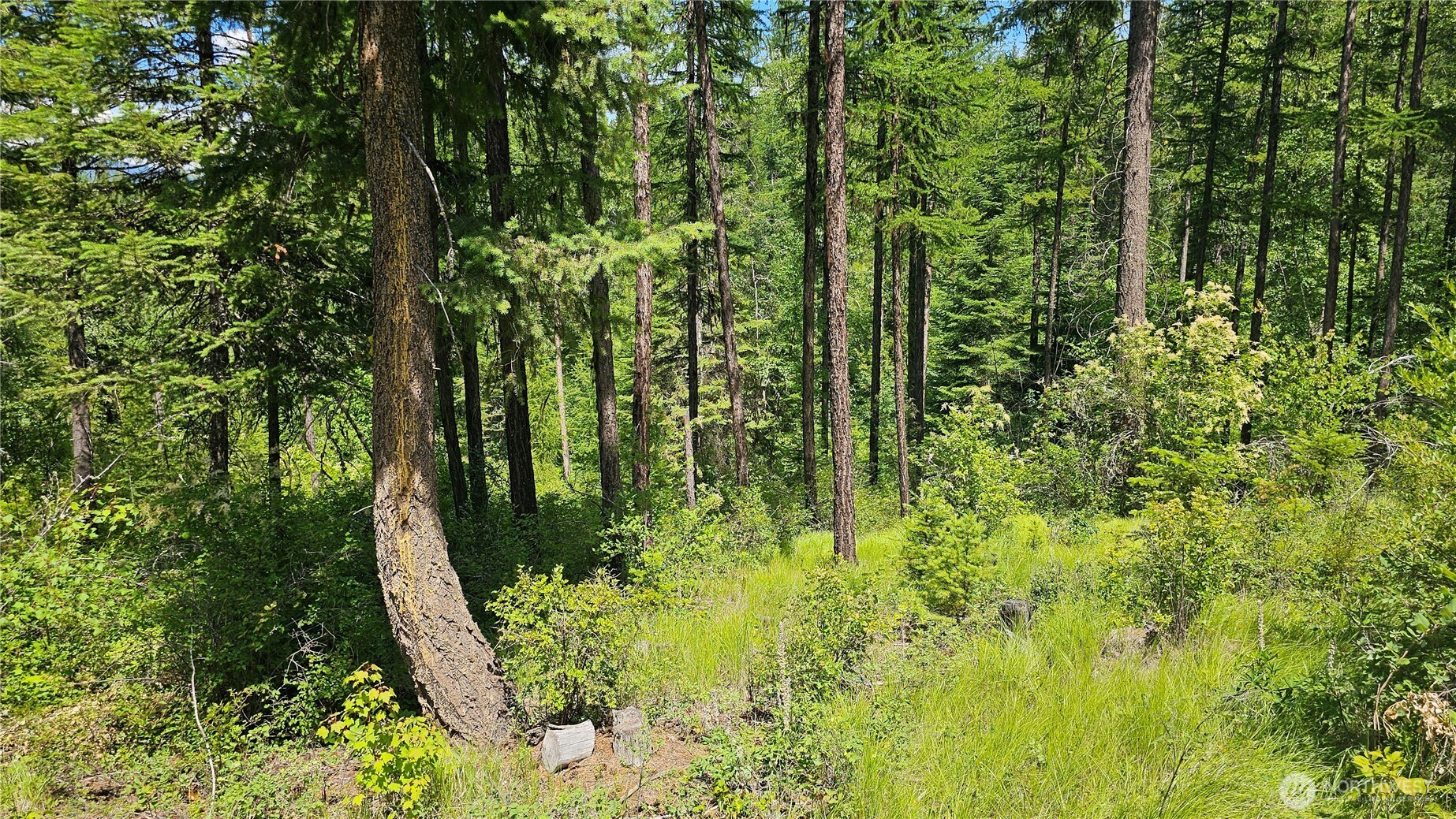 432 X Bussard Lake Road Property Photo 6