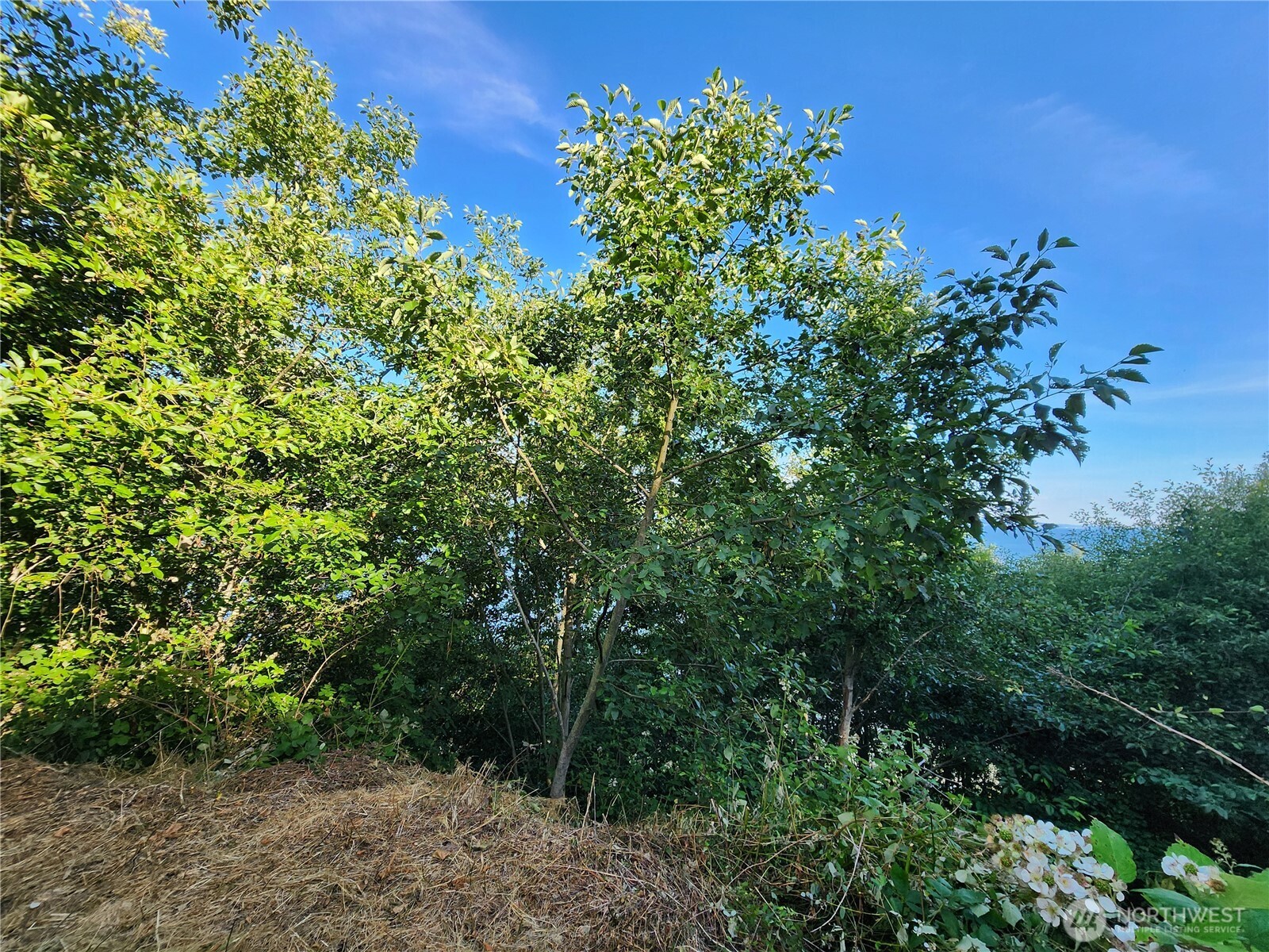 0 Whales Tail Property Photo 6