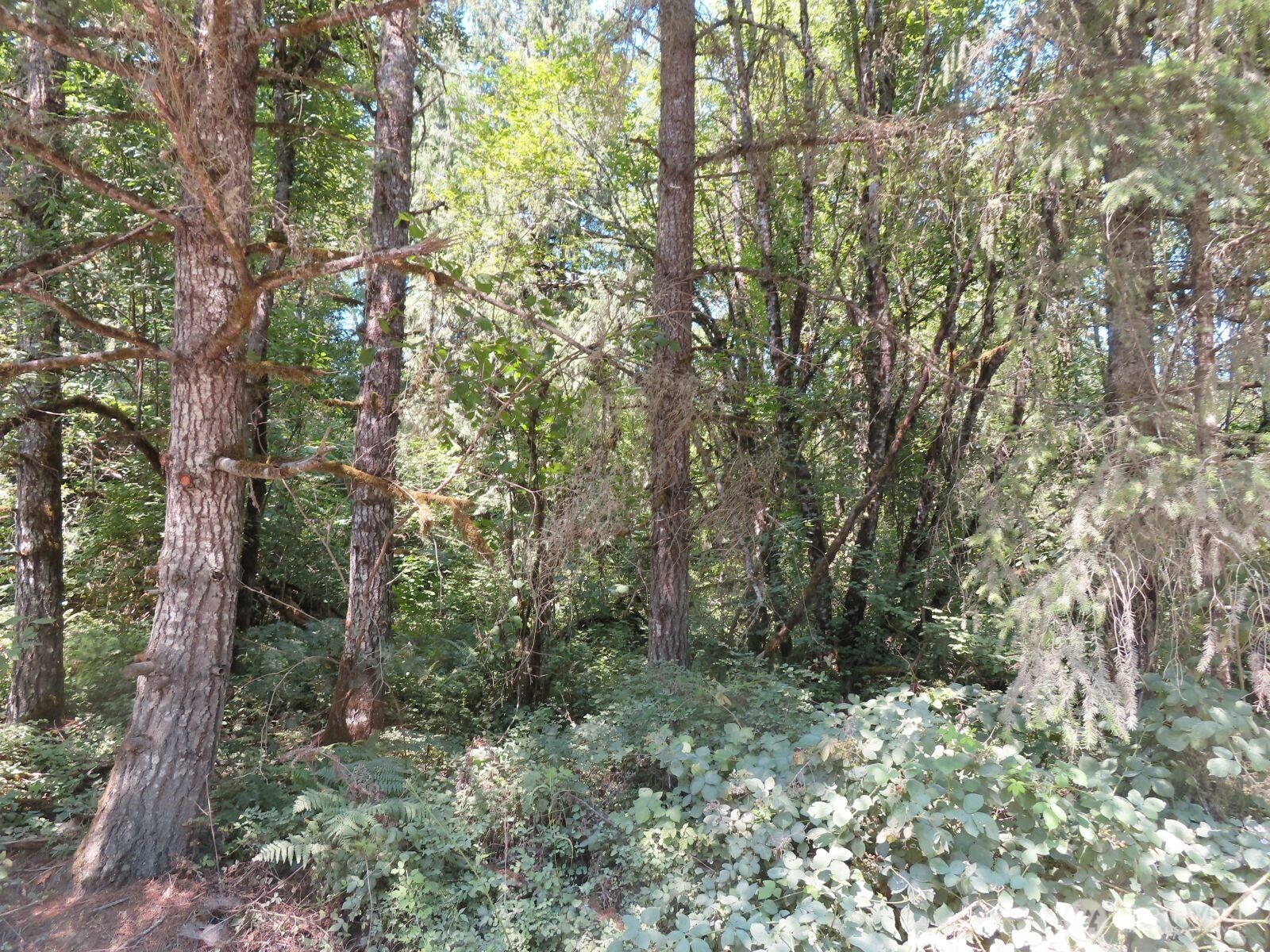 115 Campground Lane Property Photo 3