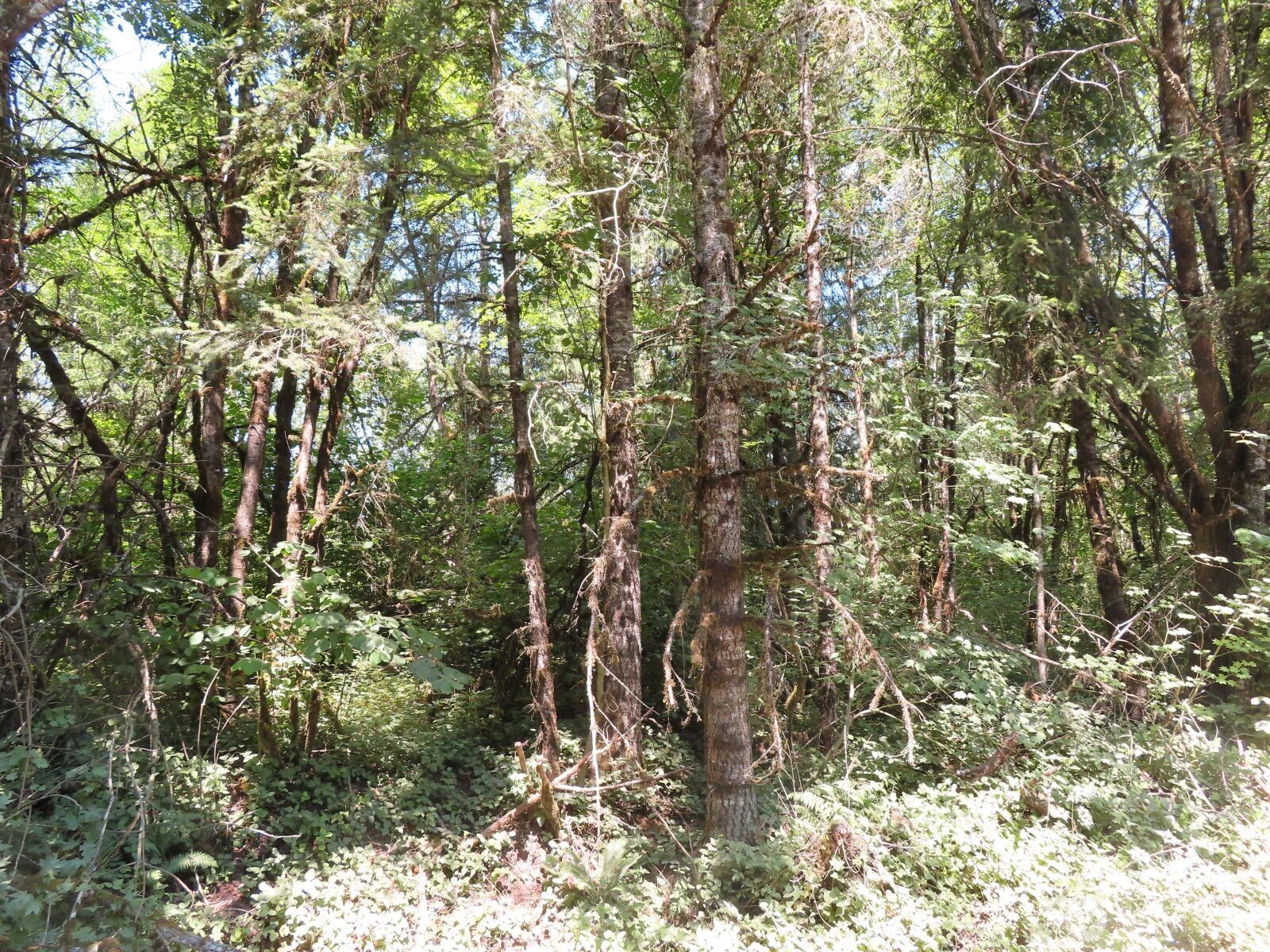 115 Campground Lane Property Photo 7