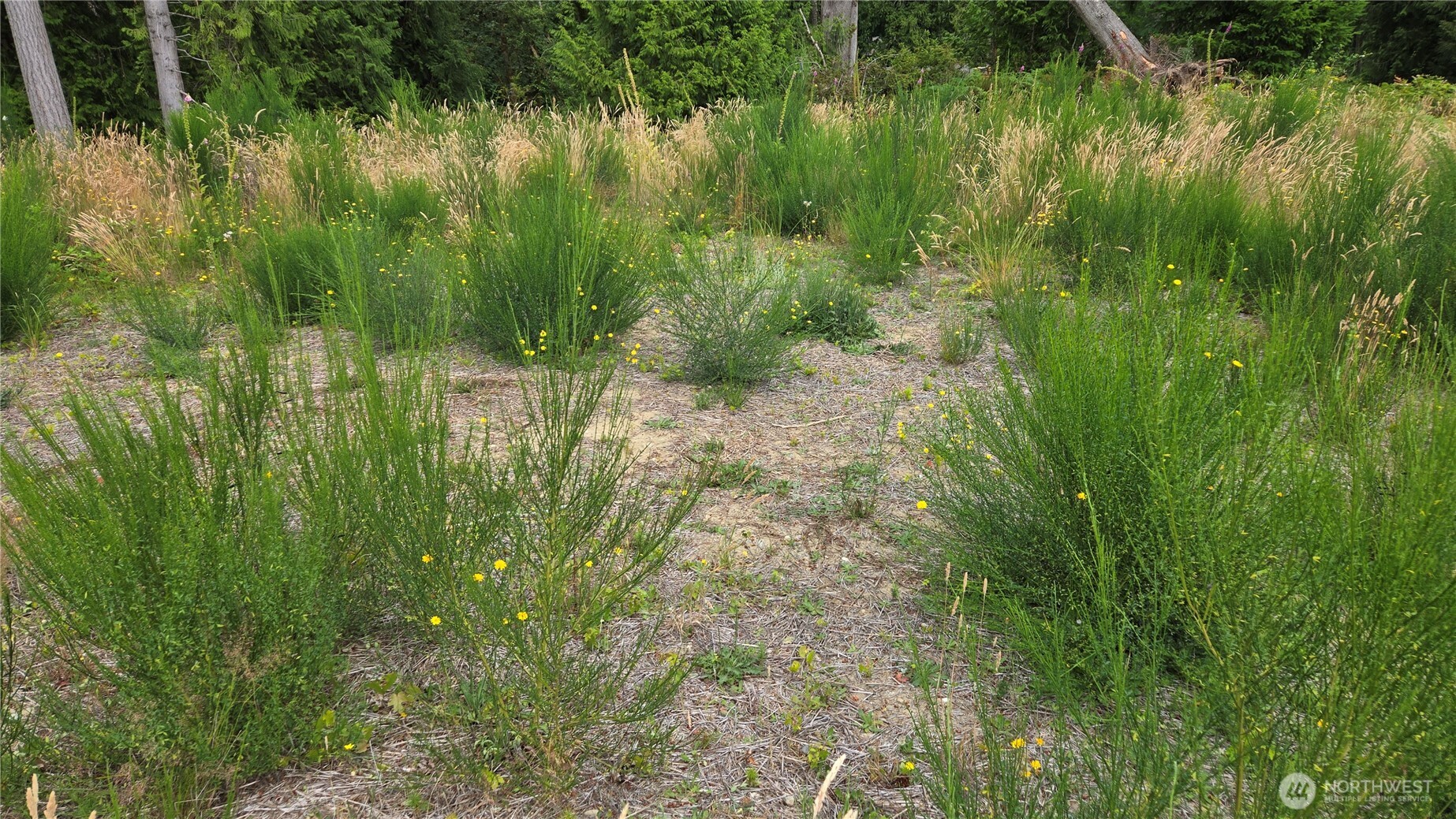 26 Xx Oregon (lot C Of Short Plat) Avenue Property Photo 21