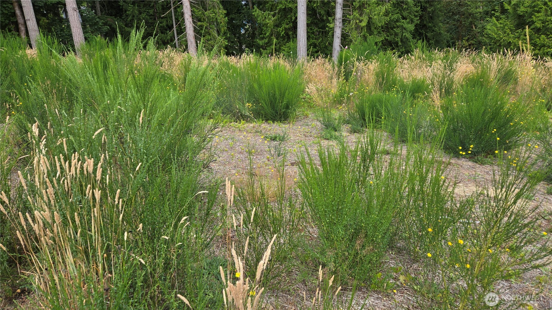 26 Xx Oregon (lot C Of Short Plat) Avenue Property Photo 22
