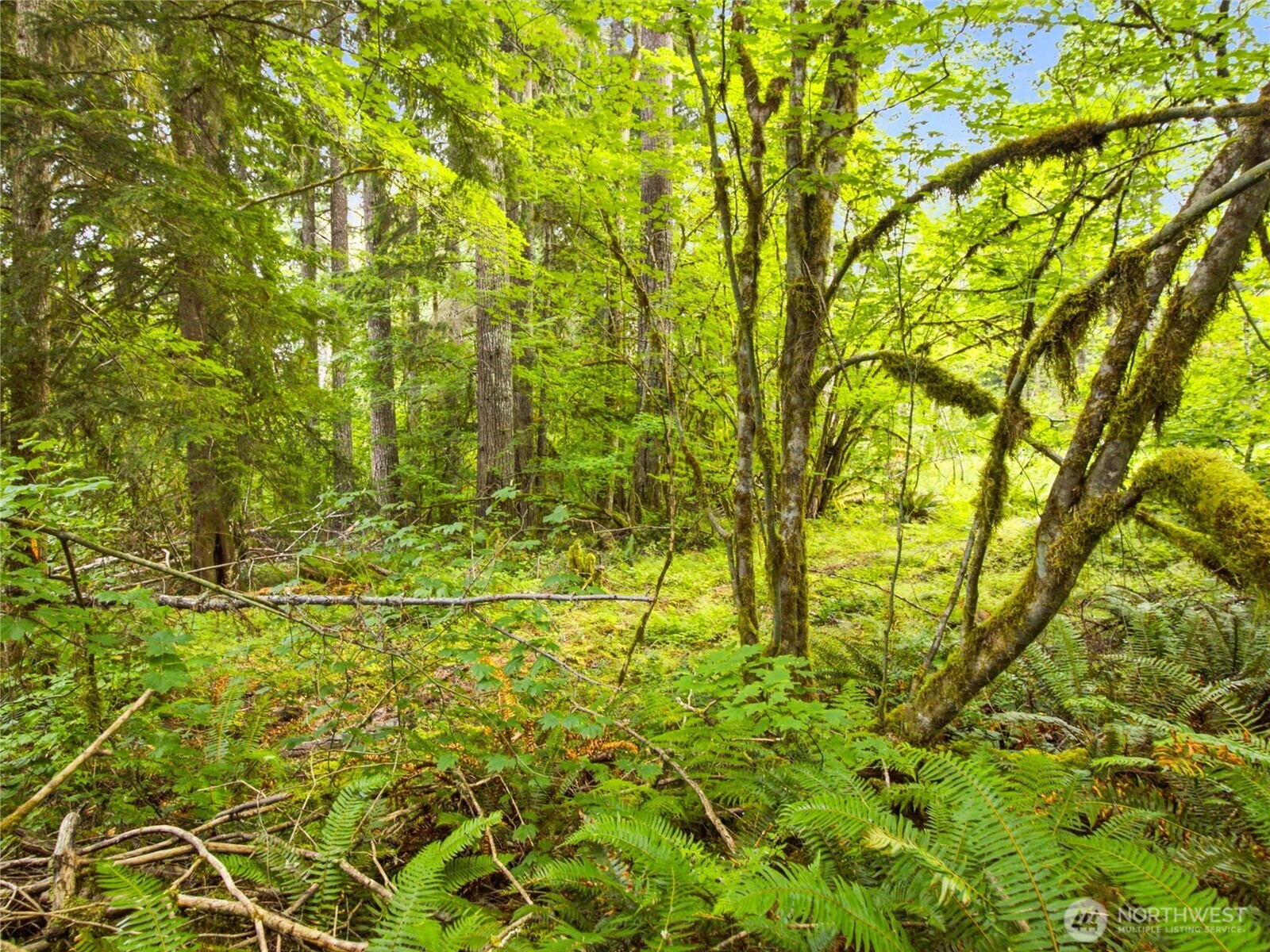 31418 Mount Tahoma Canyon Road Property Photo 15