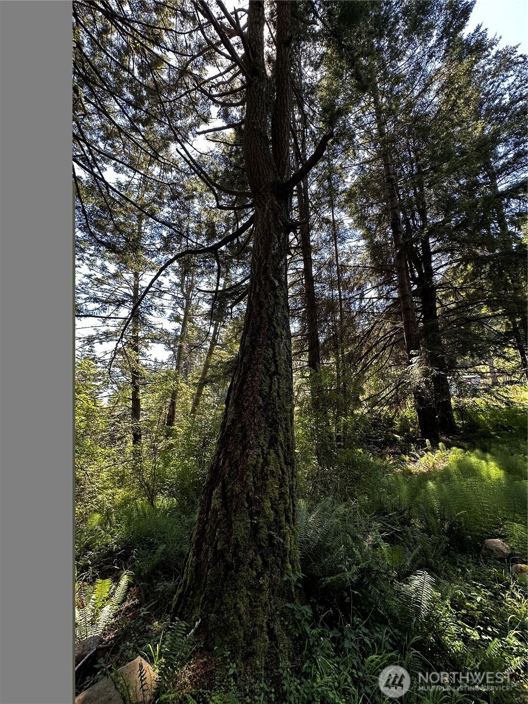 808 Roehl's Hill Rd. Road Property Photo 4