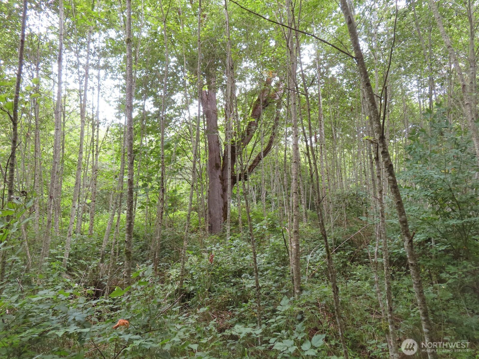 0 Xxx Del Ray Road Property Photo 17