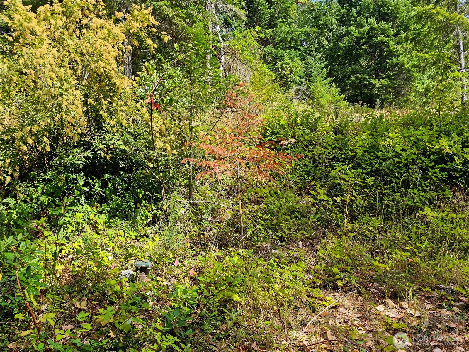646 Madrona Ridge Drive Property Photo 9
