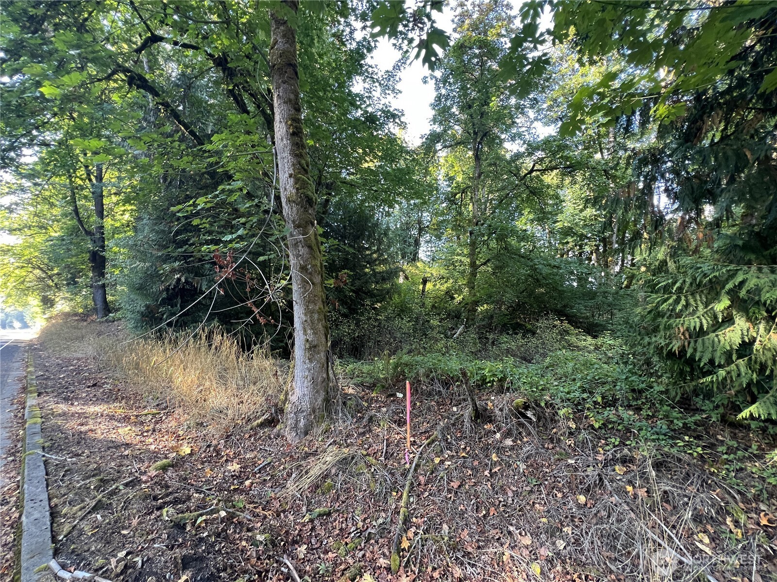 0 Old Pacific Highway Property Photo 4