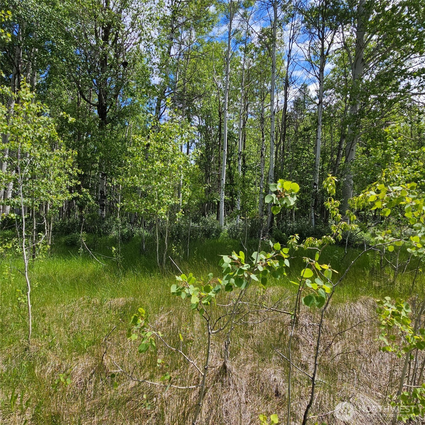111 Tbd Summer Road Property Photo 7