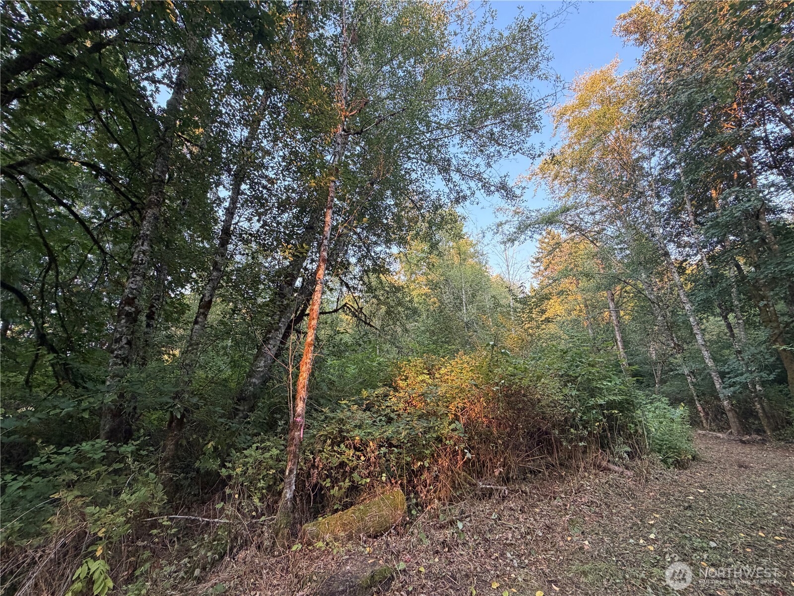 19009 51st Avenue Property Photo 15