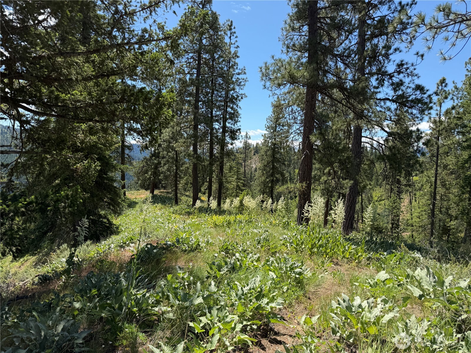 16100 Chumstick Highway Property Photo 14