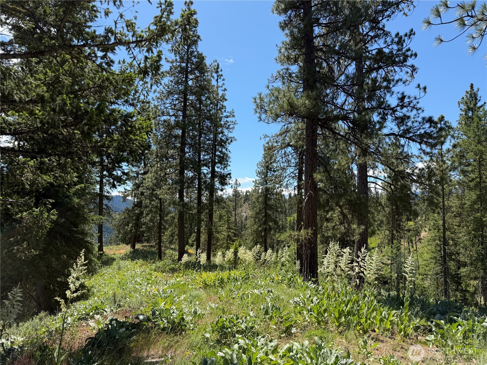 16100 Chumstick Highway Property Photo 15