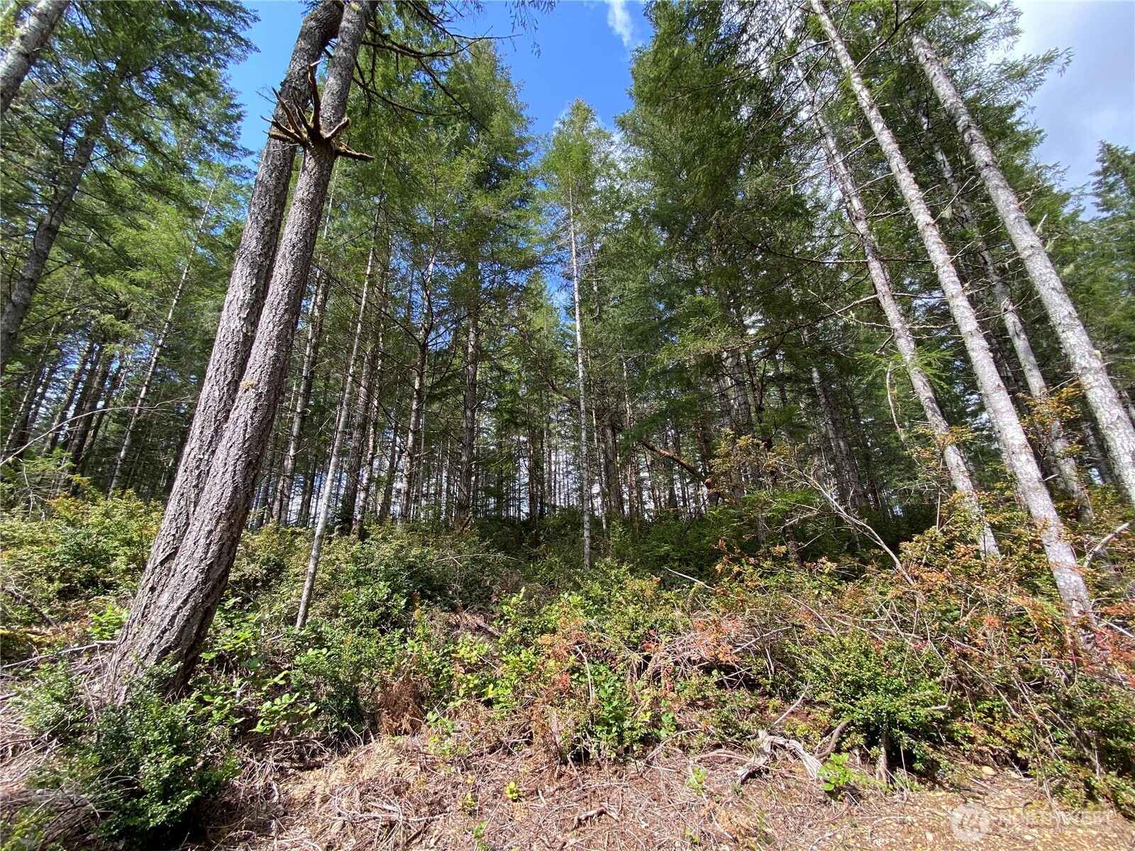 0 Tr3 E Mason Lake Road Property Photo 11