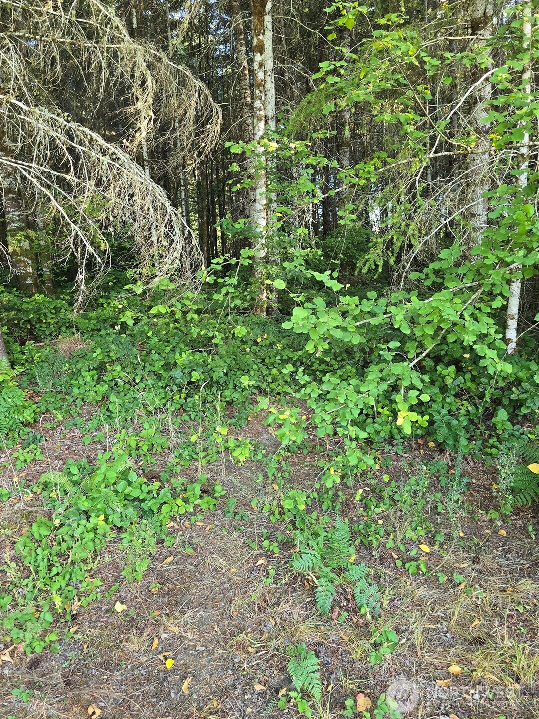 14506 106th Street Ct Property Photo 3