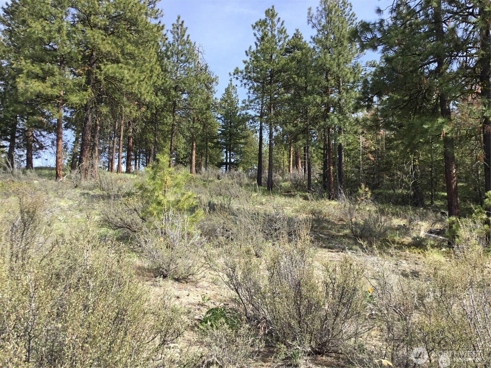 0 Ivan Morse Road Property Photo 6