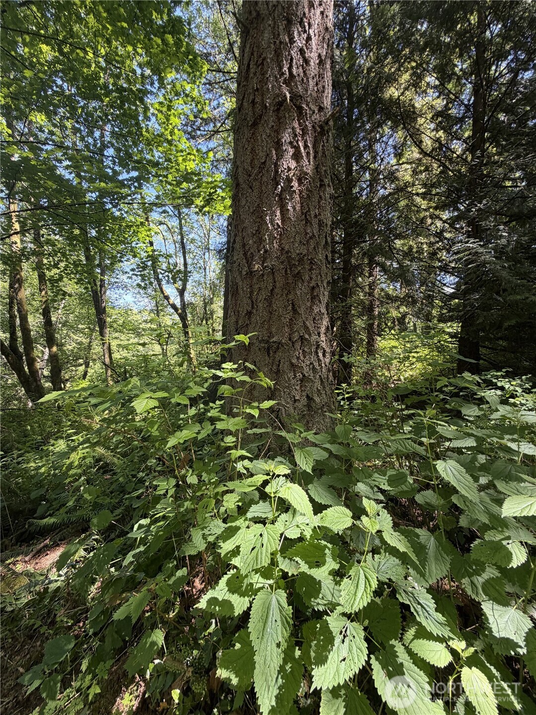 0 Squalicum Mountain Road Property Photo 9