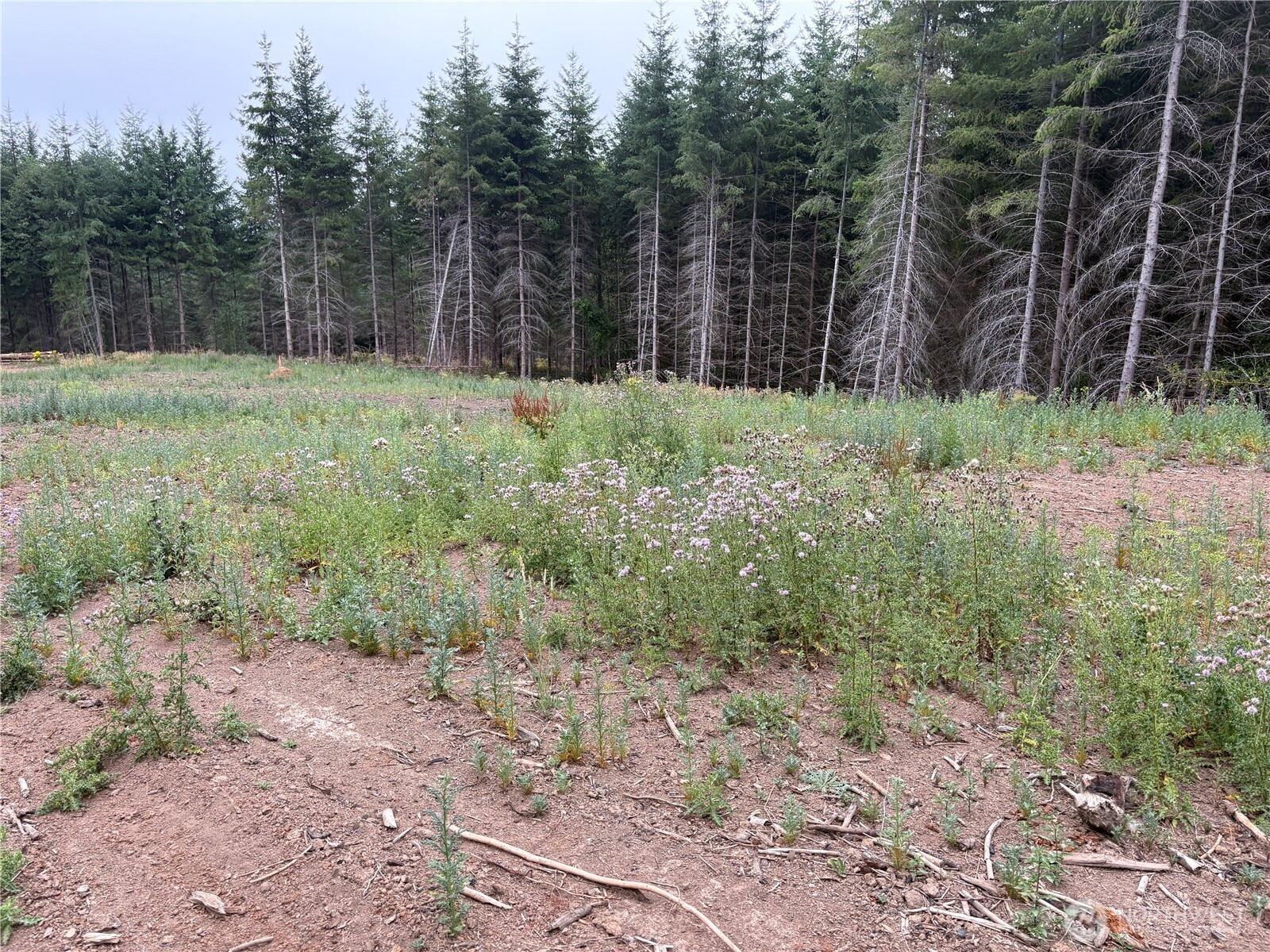 1161 Thimbleberry Drive Property Photo 11
