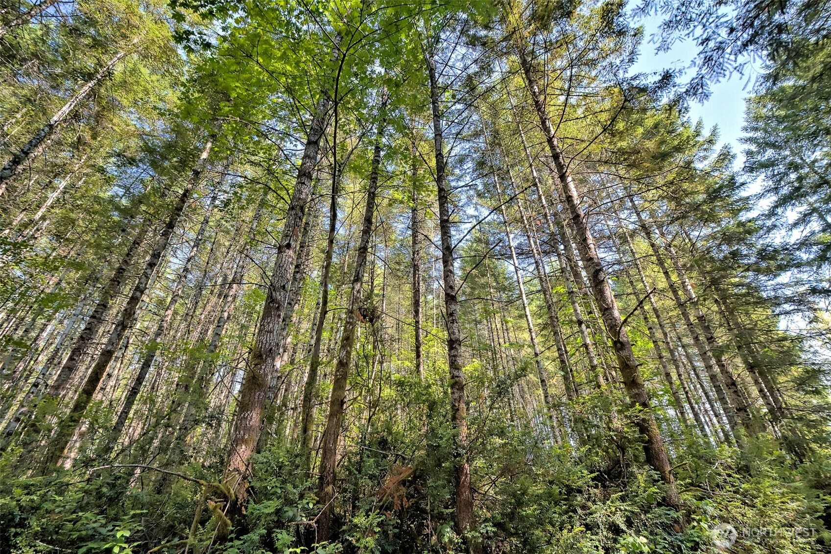 0 Tahuya Valley Drive Property Photo 4