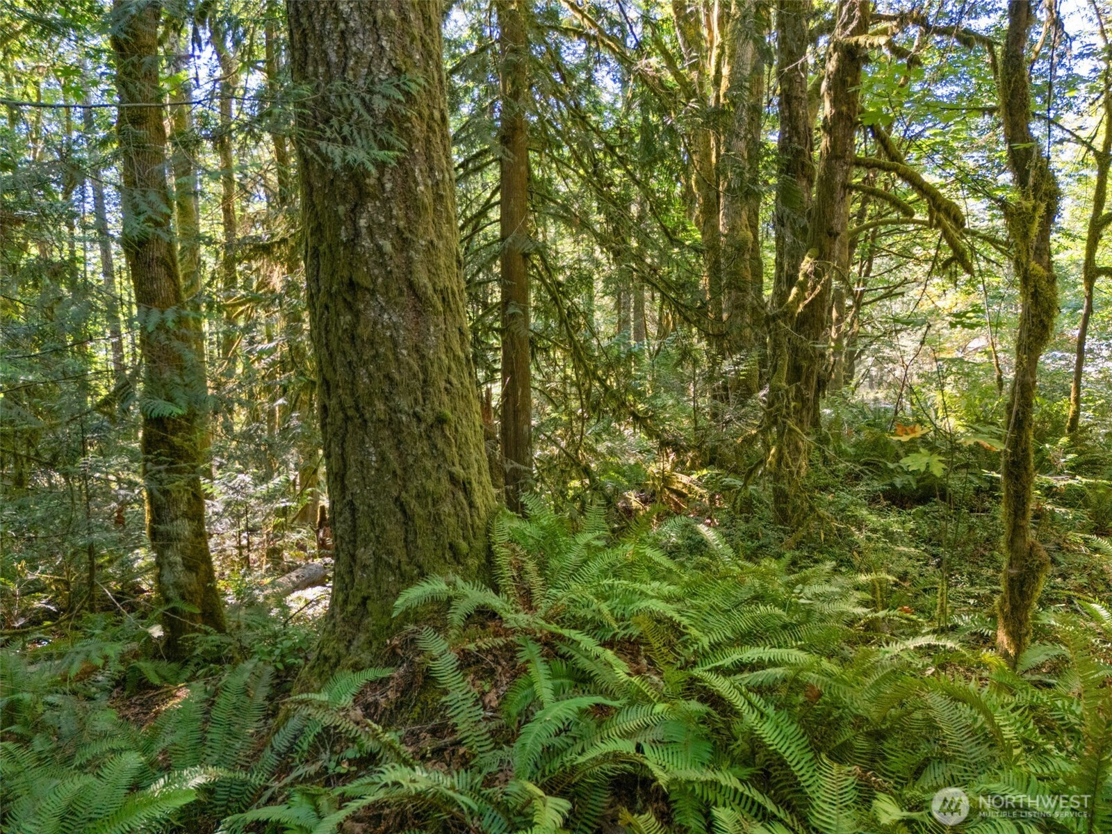 0 Tenino Drive Property Photo 8
