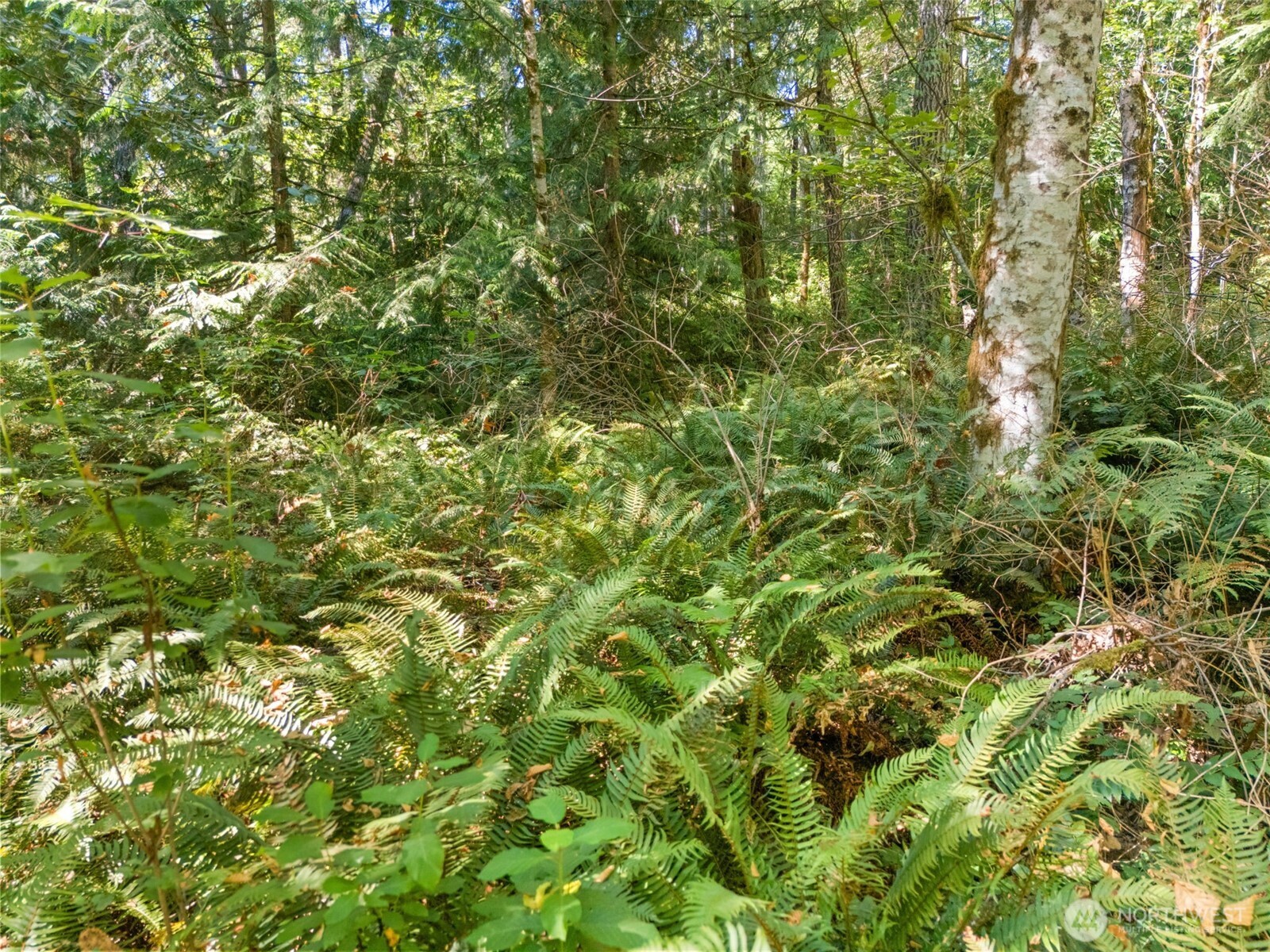 0 Tenino Drive Property Photo 13