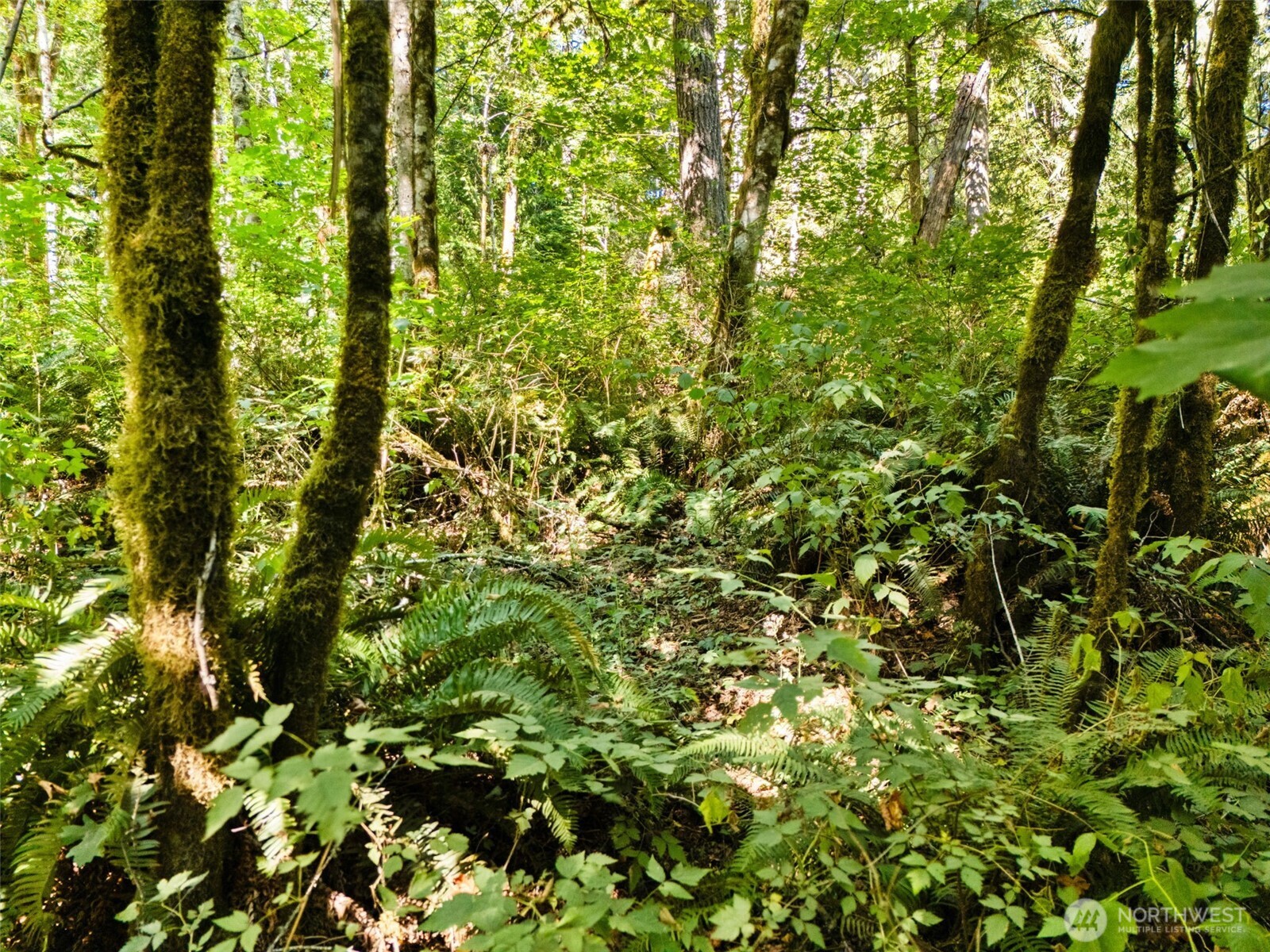 0 Tenino Drive Property Photo 14