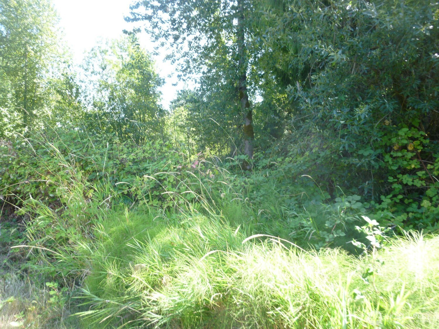 0 Larch Way Property Photo 7