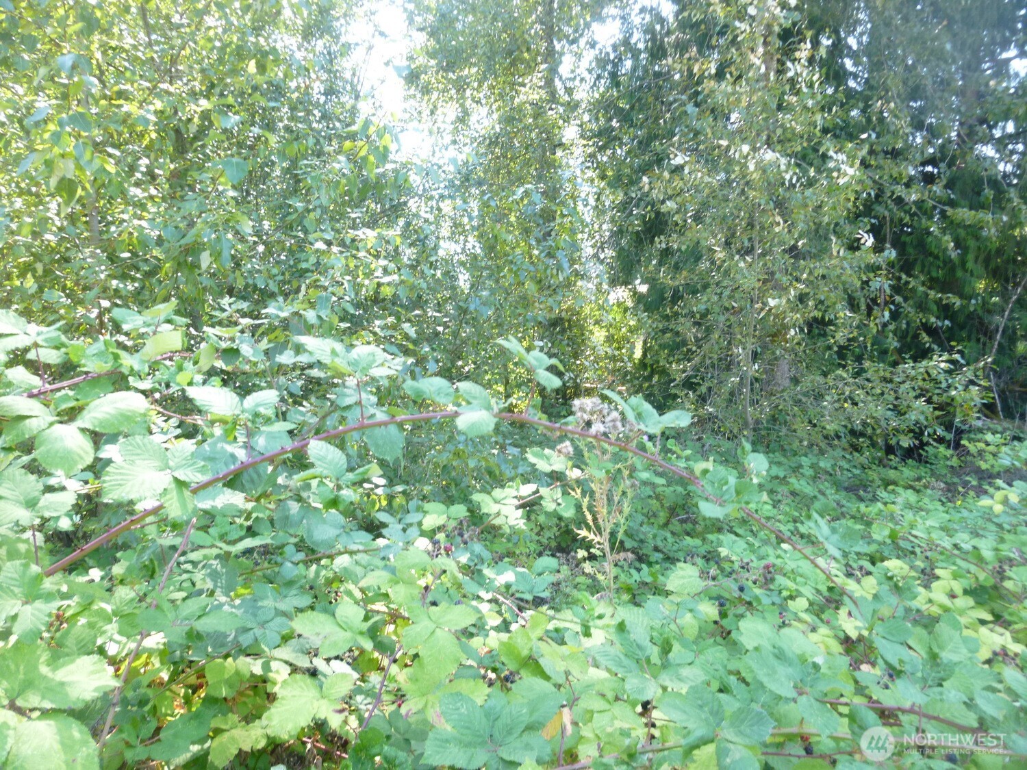 0 Larch Way Property Photo 8