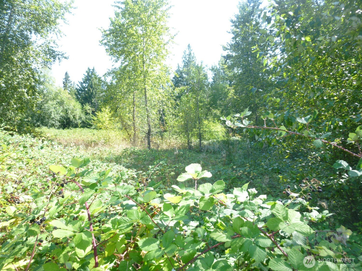 0 Larch Way Property Photo 9