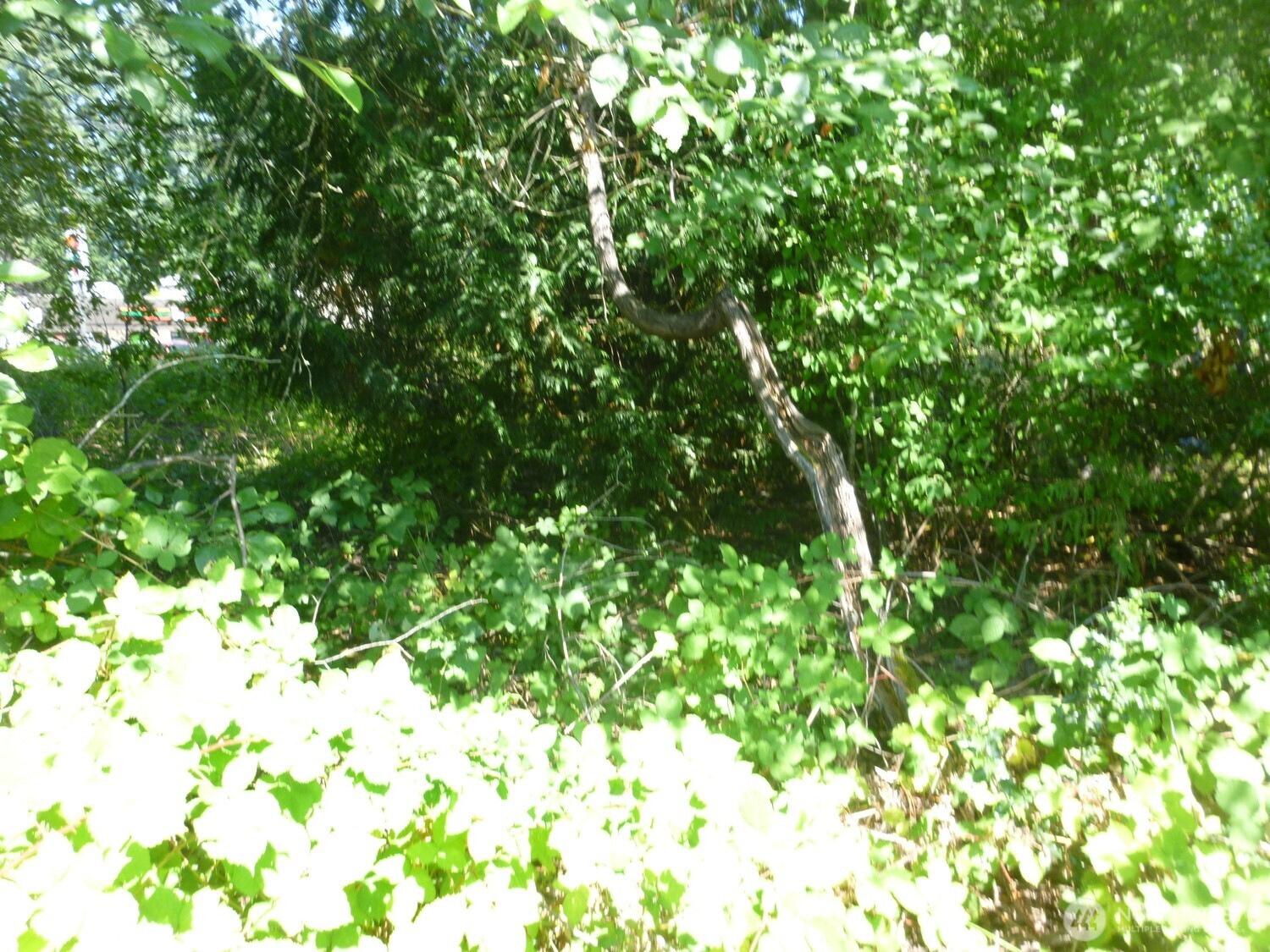0 Larch Way Property Photo 11