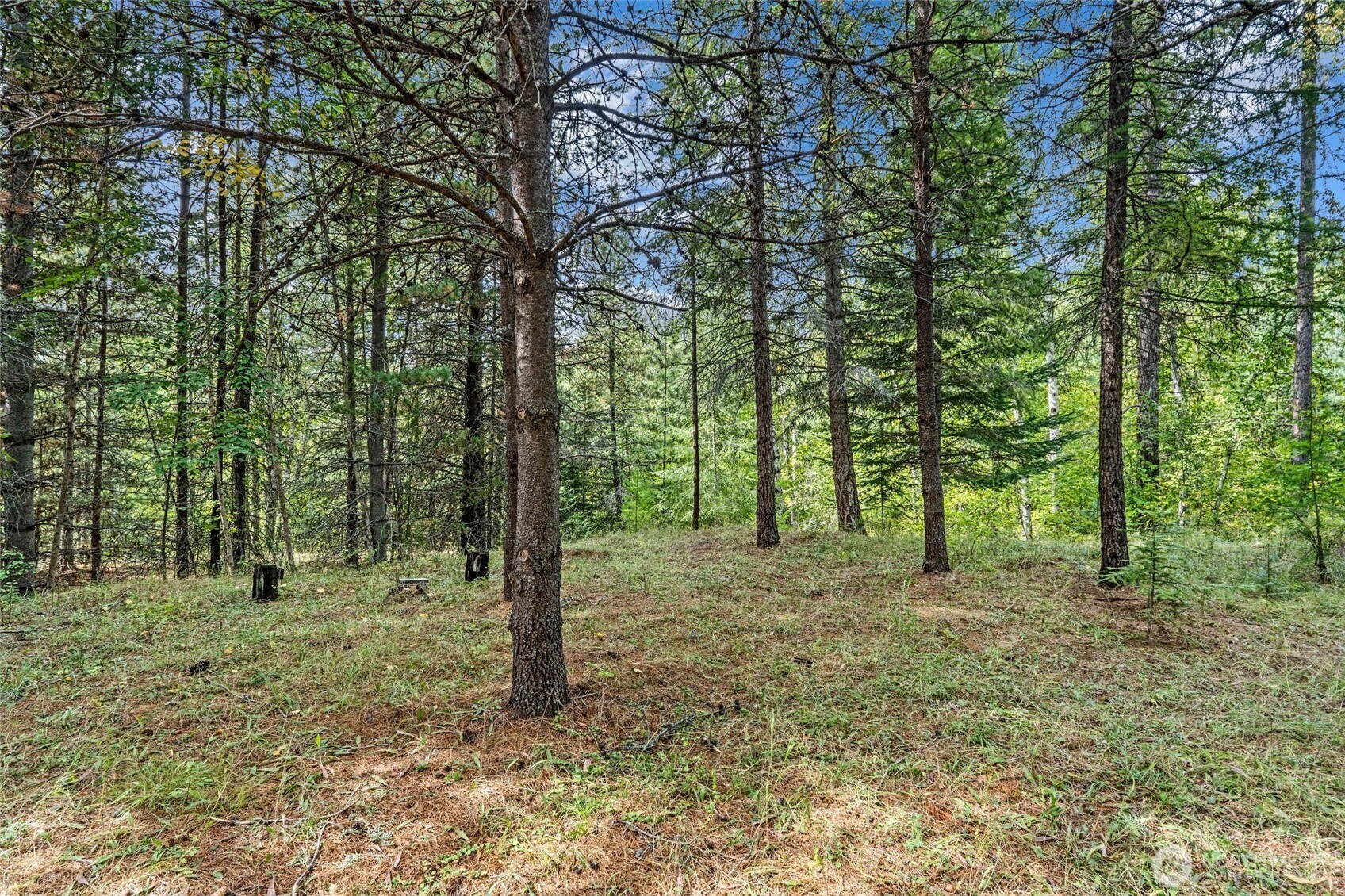 220 Catamount Ridge Lane Property Photo 20