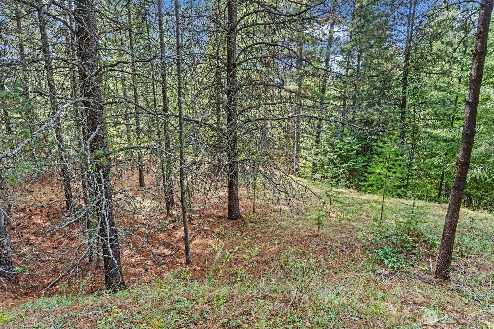220 Catamount Ridge Lane Property Photo 23