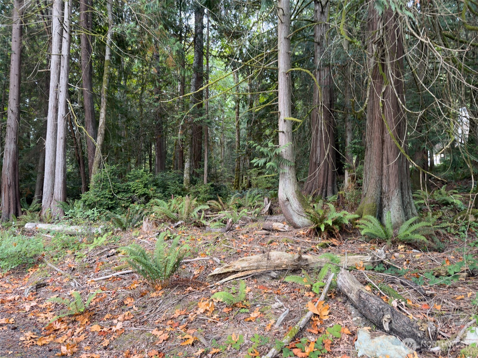 124 Goliah Lane Property Photo 4