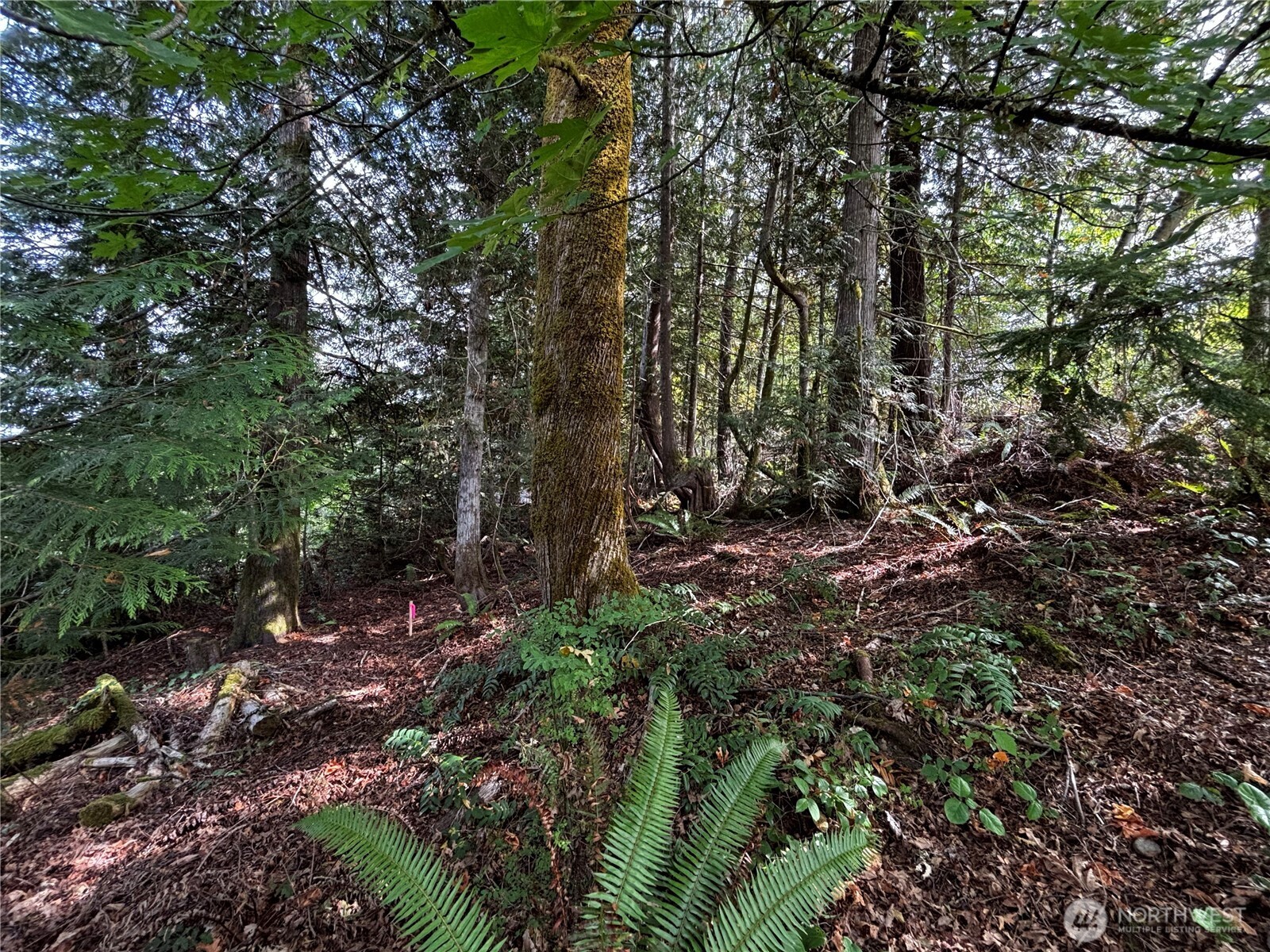 41 E Galliano Drive Property Photo 6