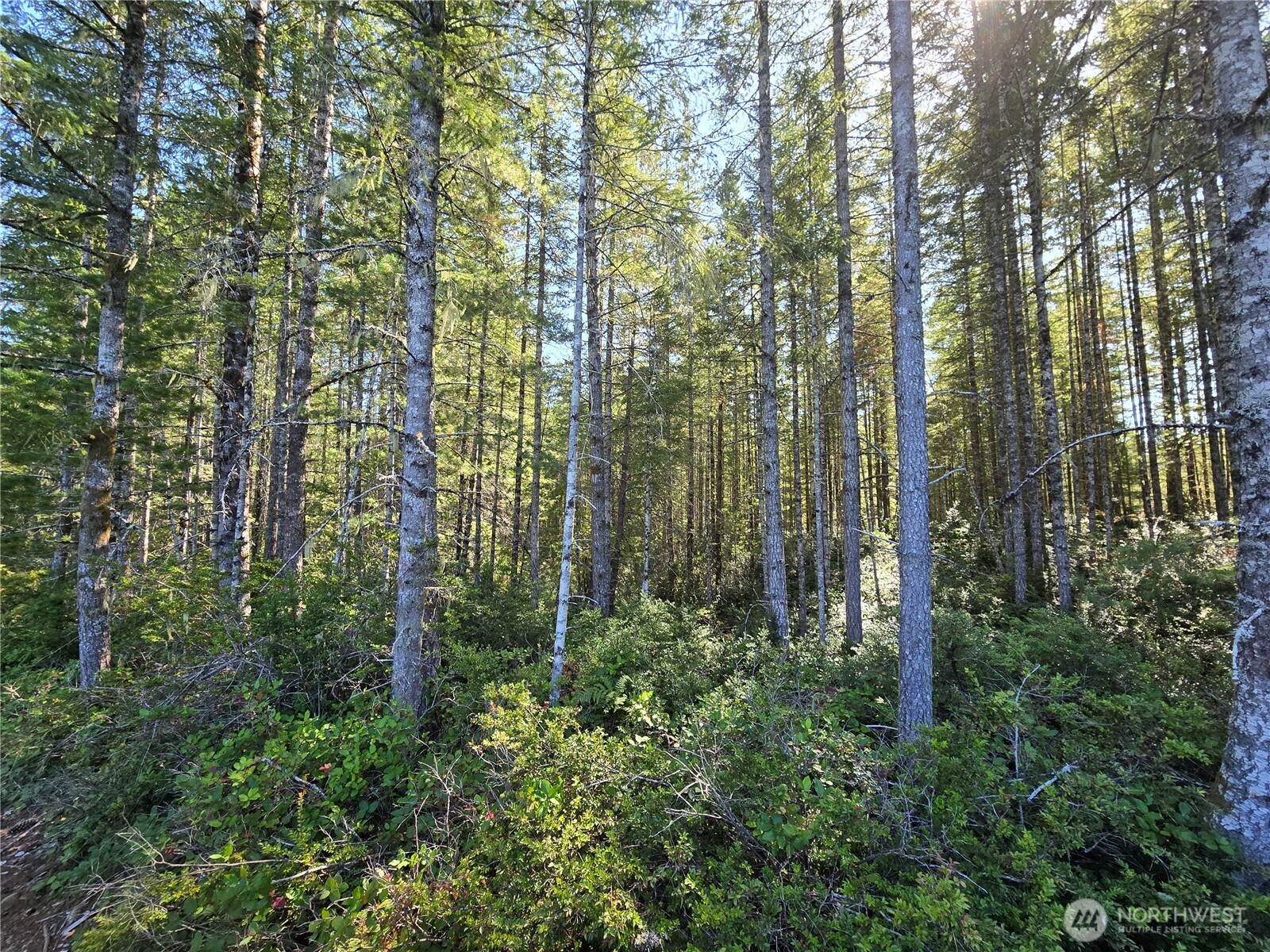 0 Xxx 5 Ac Ne Dewatto Hills Road Property Photo 8