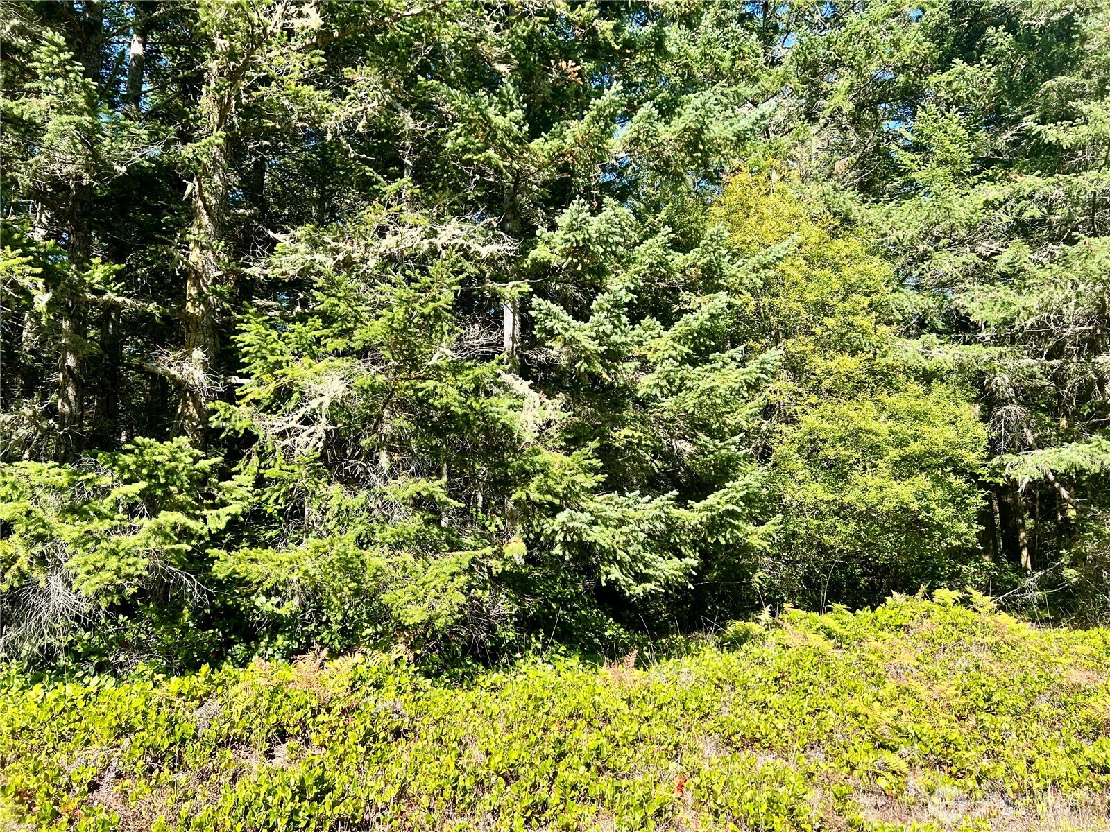 0 Thatcher Pass Road Property Photo 12