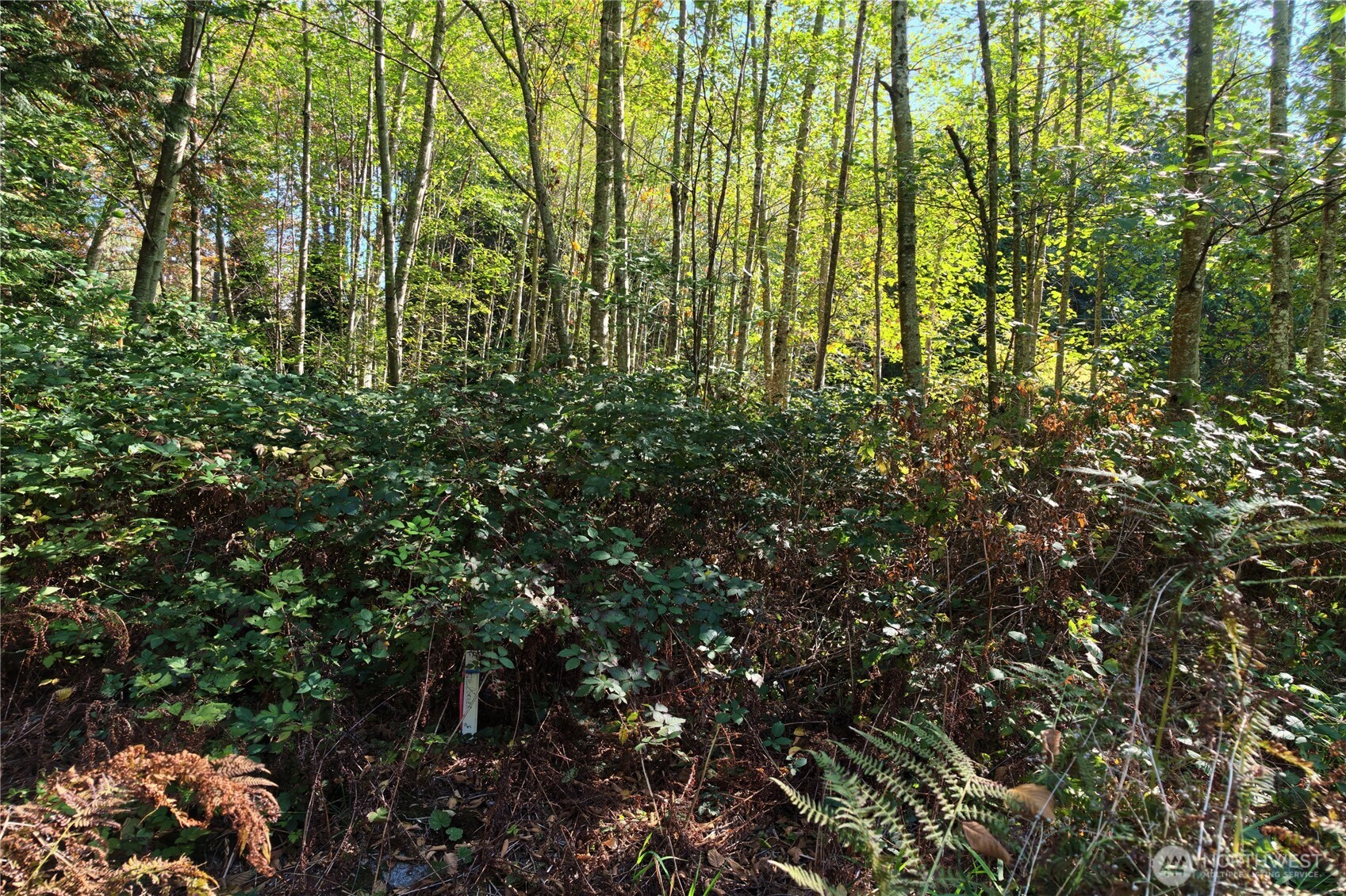 8280 Semiahmoo Drive Property Photo 19