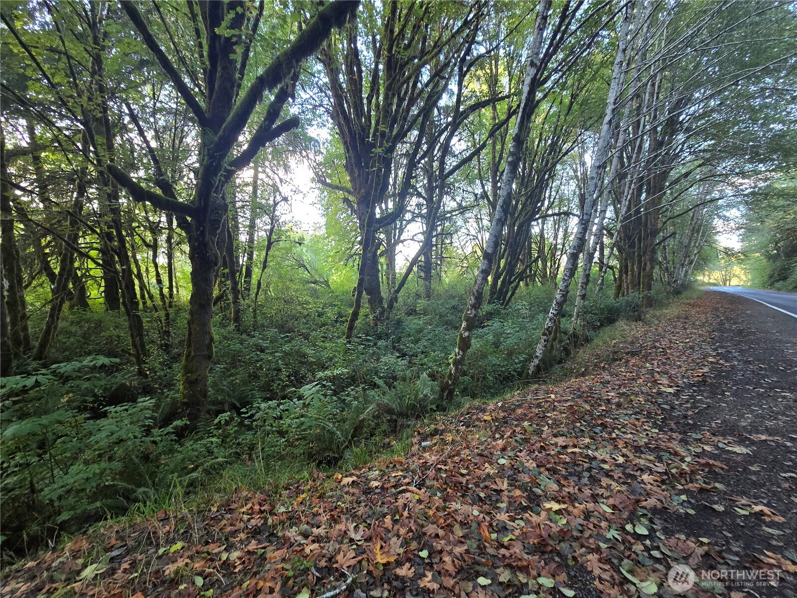 0 East Satsop Road Property Photo 8