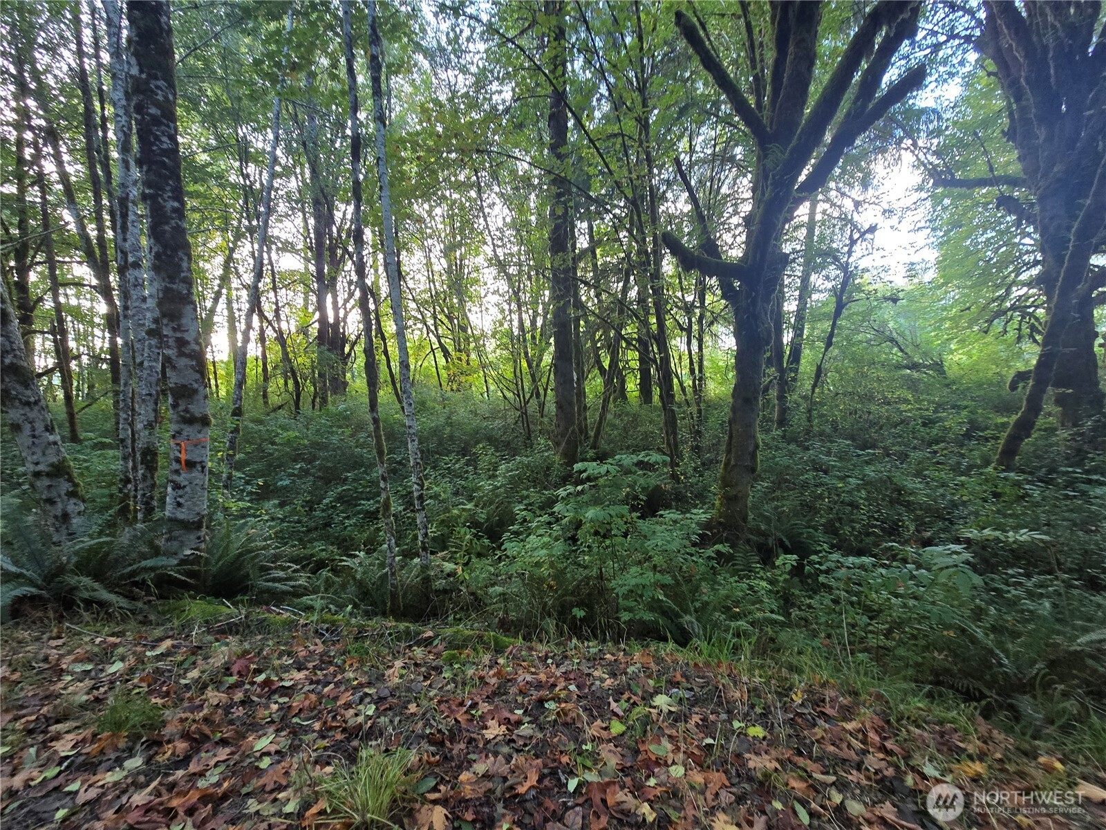 0 East Satsop Road Property Photo 9