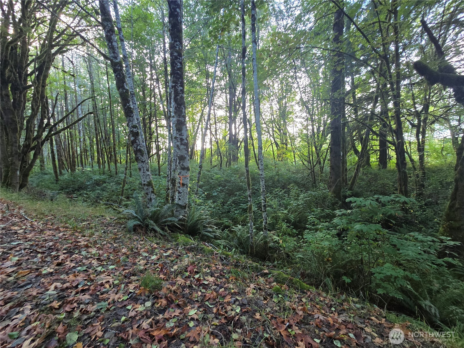 0 East Satsop Road Property Photo 10