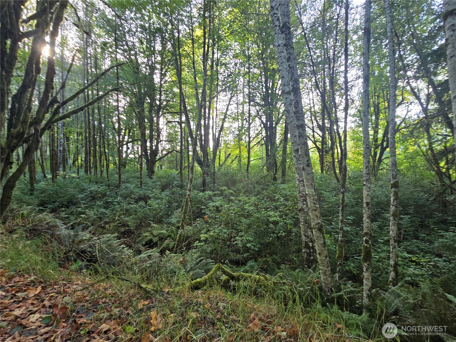 0 East Satsop Road Property Photo 13