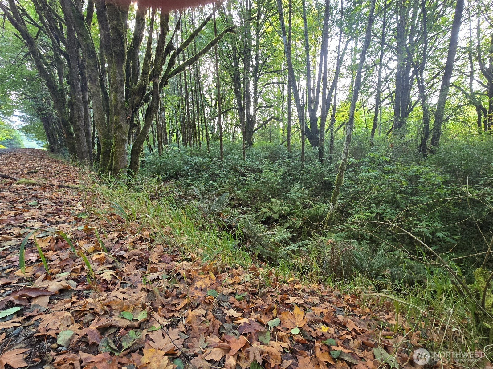 0 East Satsop Road Property Photo 14