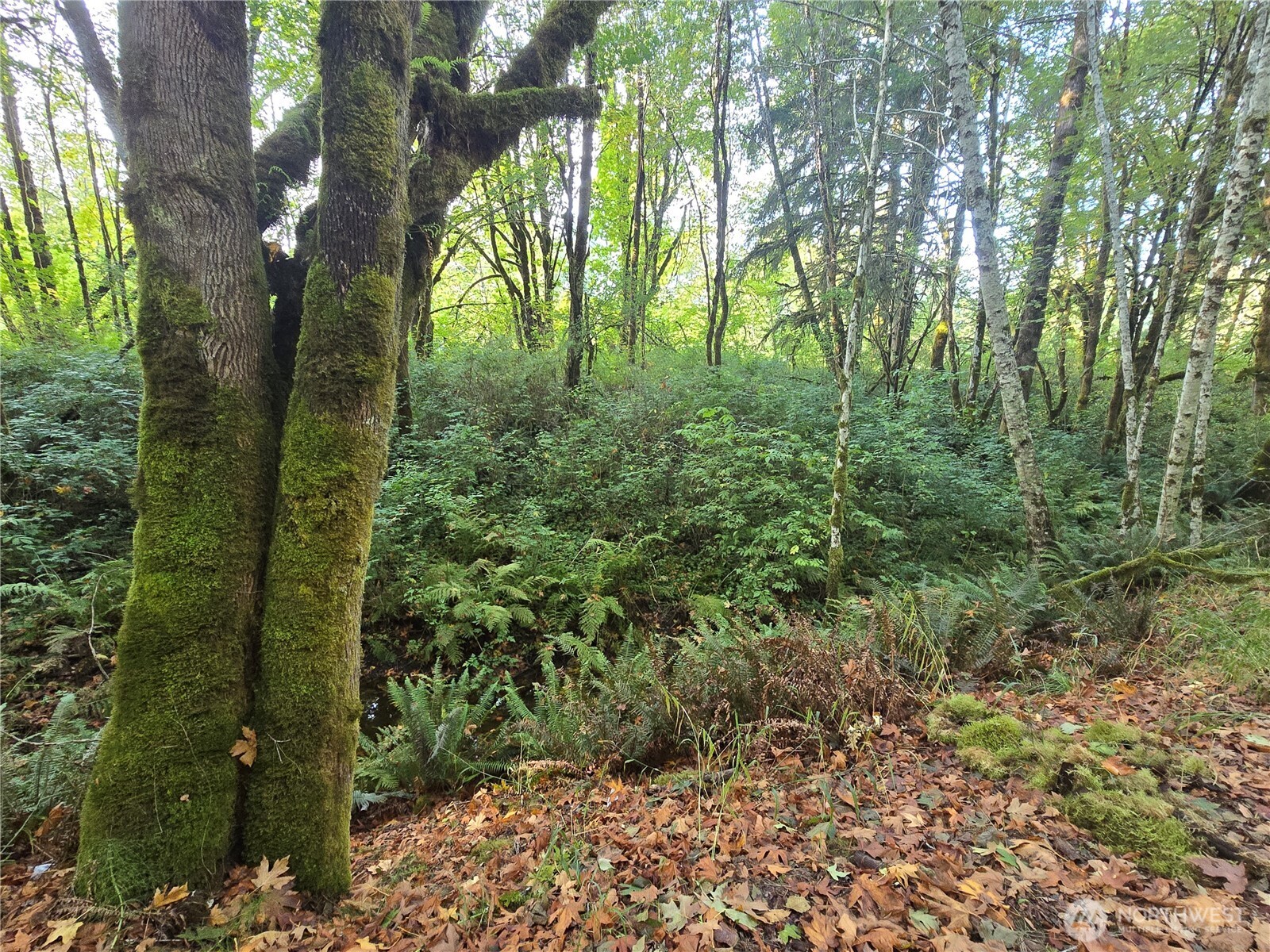 0 East Satsop Road Property Photo 15
