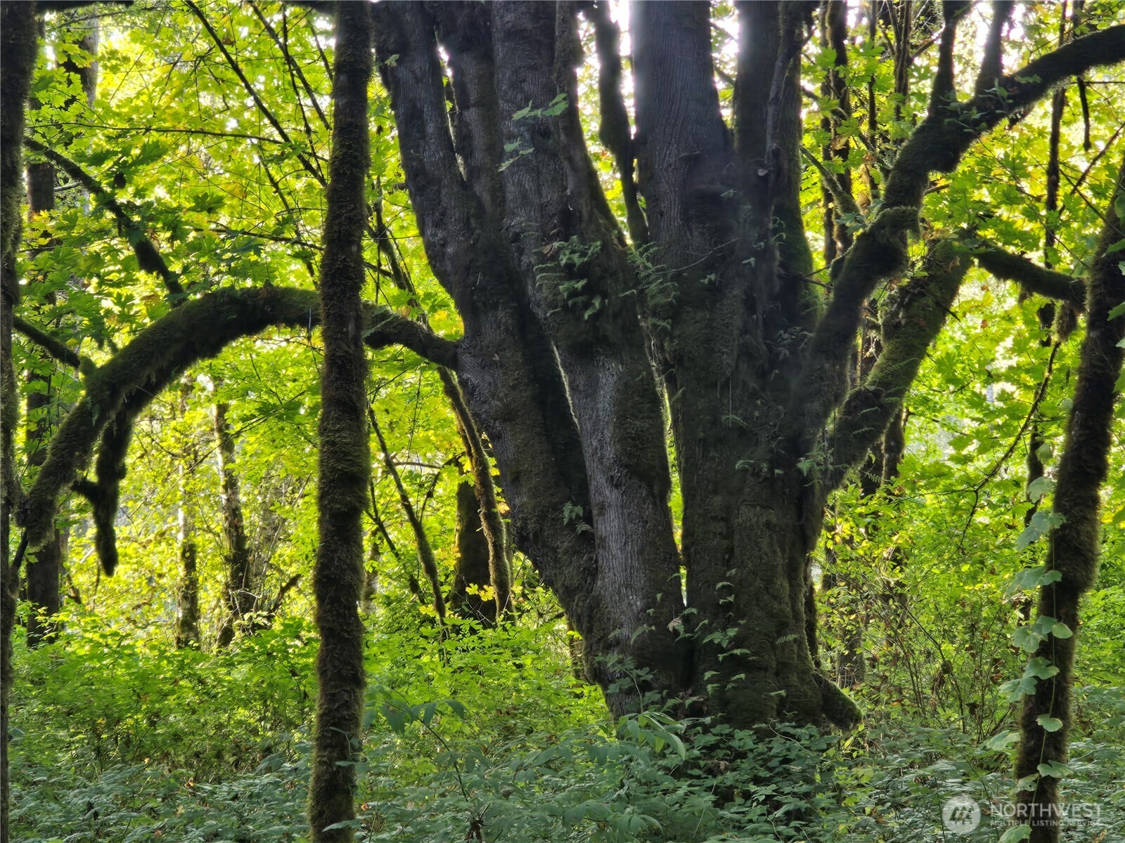 0 East Satsop Road Property Photo 19