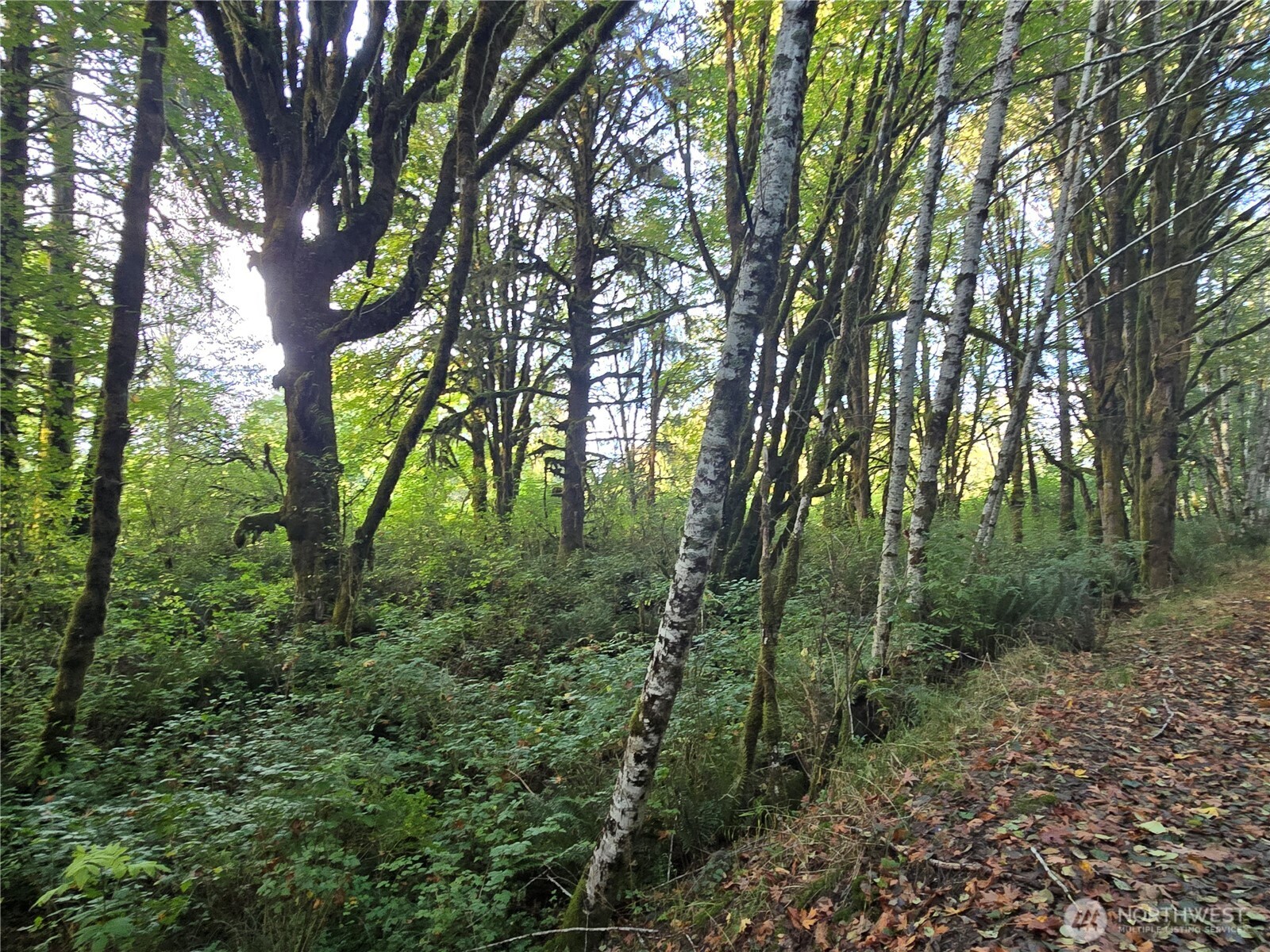 0 East Satsop Road Property Photo 20