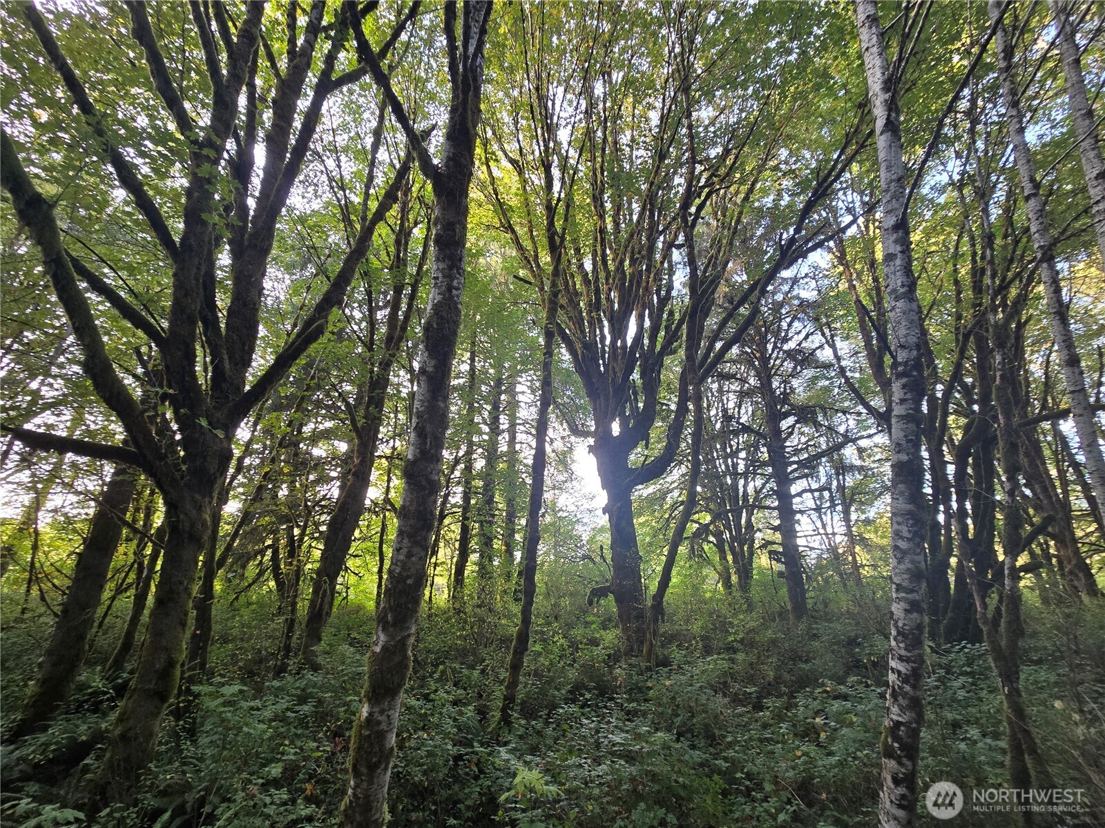 0 East Satsop Road Property Photo 21