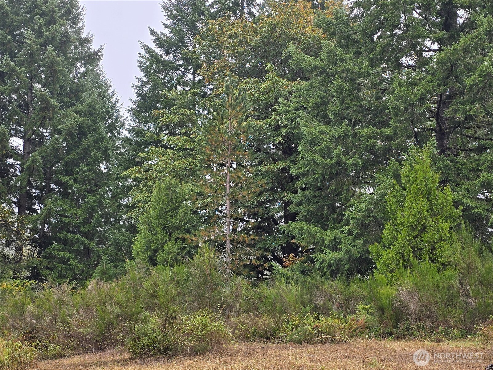 13332 Reeder Road Property Photo 9
