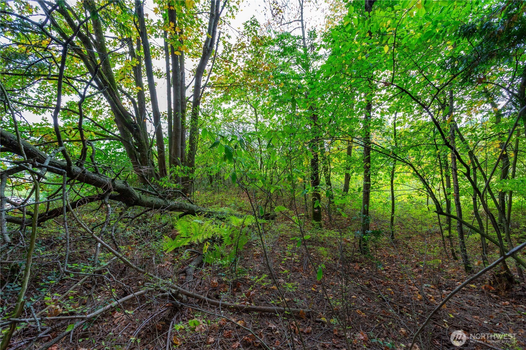 1248 Lattimore Road Property Photo 34
