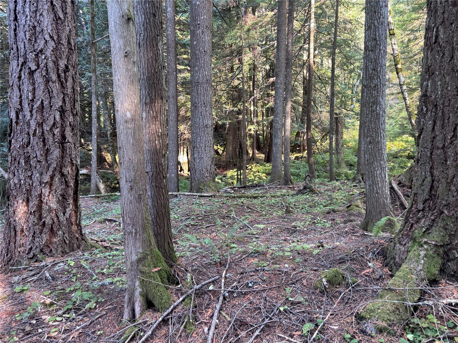 87422 Ne Old Cascade Highway Property Photo 3