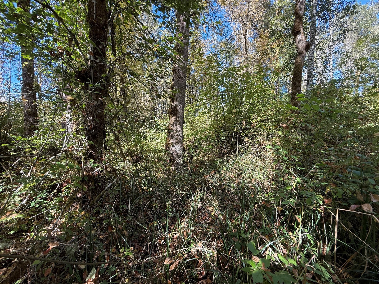 4503 113th Avenue Property Photo 15