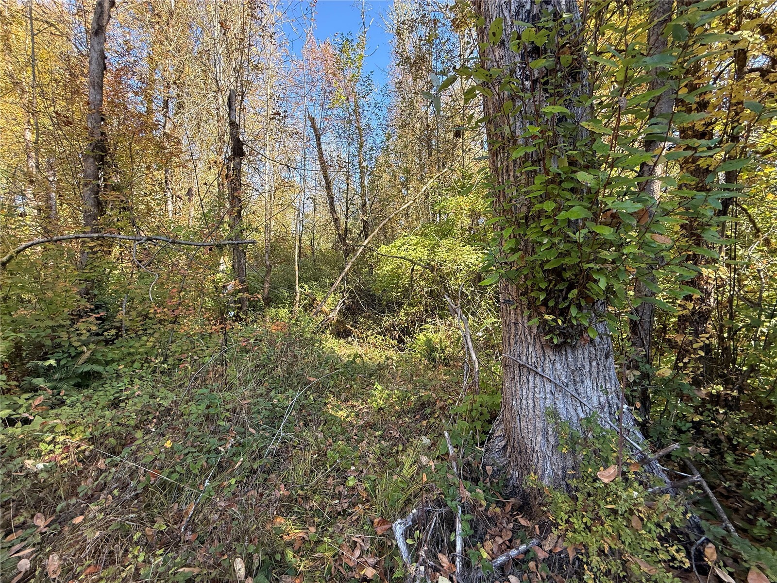 4503 113th Avenue Property Photo 17